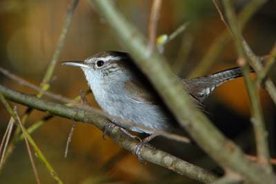 Bewick's Wren
