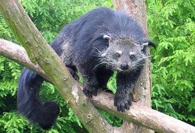 Bearcat