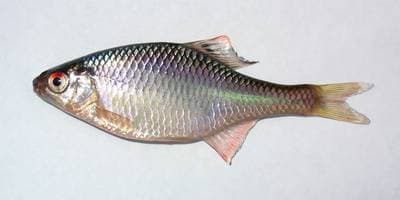 European Bitterling