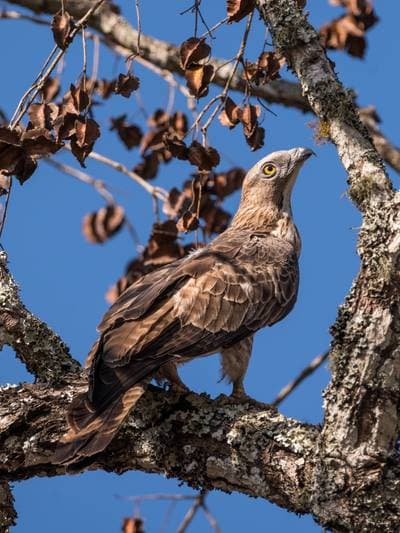 Eurasian Honey-Buzzard
