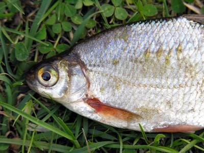 White Bream