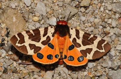 Garden Tiger Moth