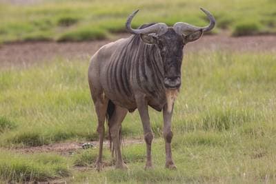 Blue Wildebeest