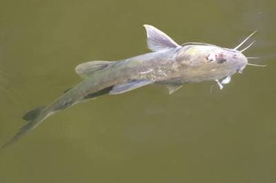 Blue Salmon Catfish
