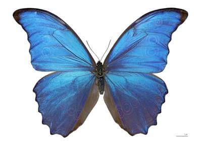 Blue Morpho Butterfly