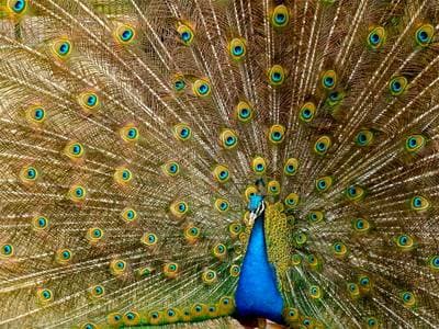 Indian Peafowl