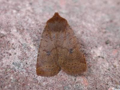 Chestnut