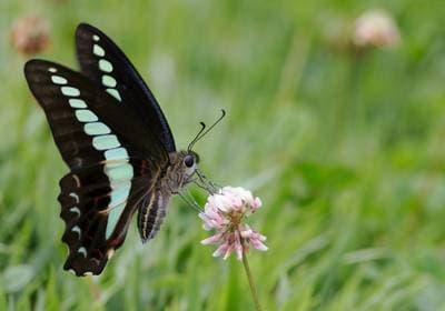 Common Bluebottle