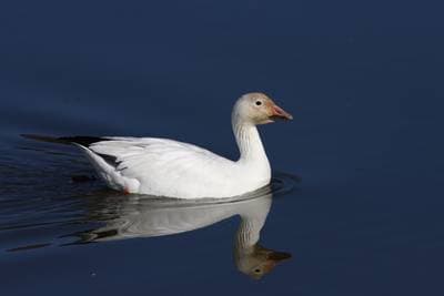 Blue Goose