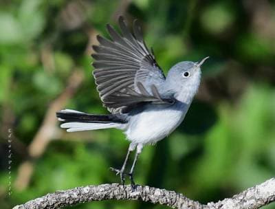 Blue-Gray Gnatcatcher