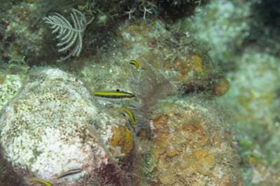 Bluehead Wrasse