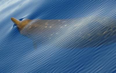 Blainville's Beaked Whale