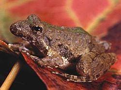 Blanchard's Cricket Frog
