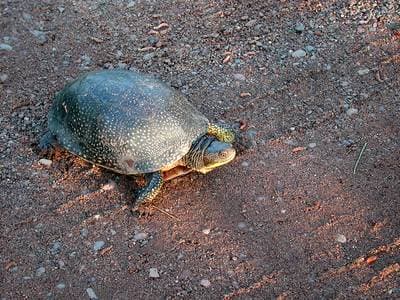 Blanding's turtle