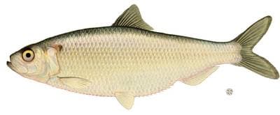 Blueback Herring