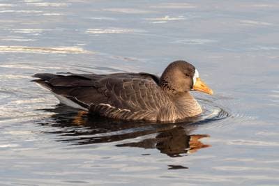 Greater White-fronted Goose
