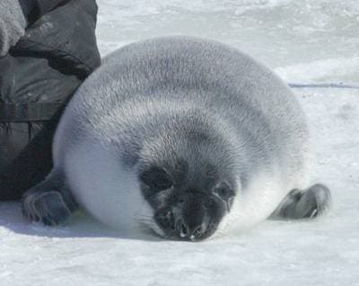 Hooded Seal