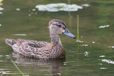 Blue-winged Teal