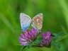 Common Blue
