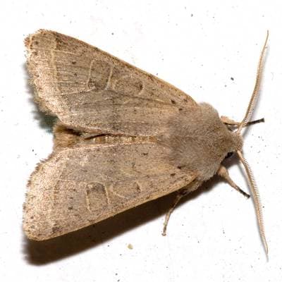 Common Quaker