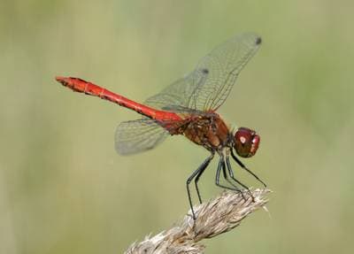 Ruddy Darter
