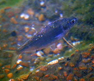 Bony Bream