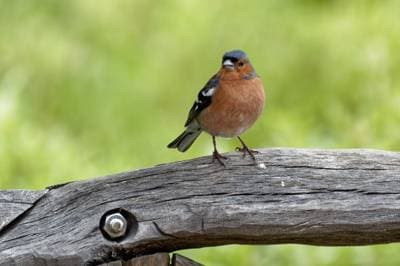 Chaffinch