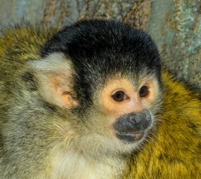 Bolivian Squirrel Monkey