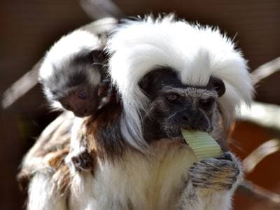 Cotton-top Tamarin