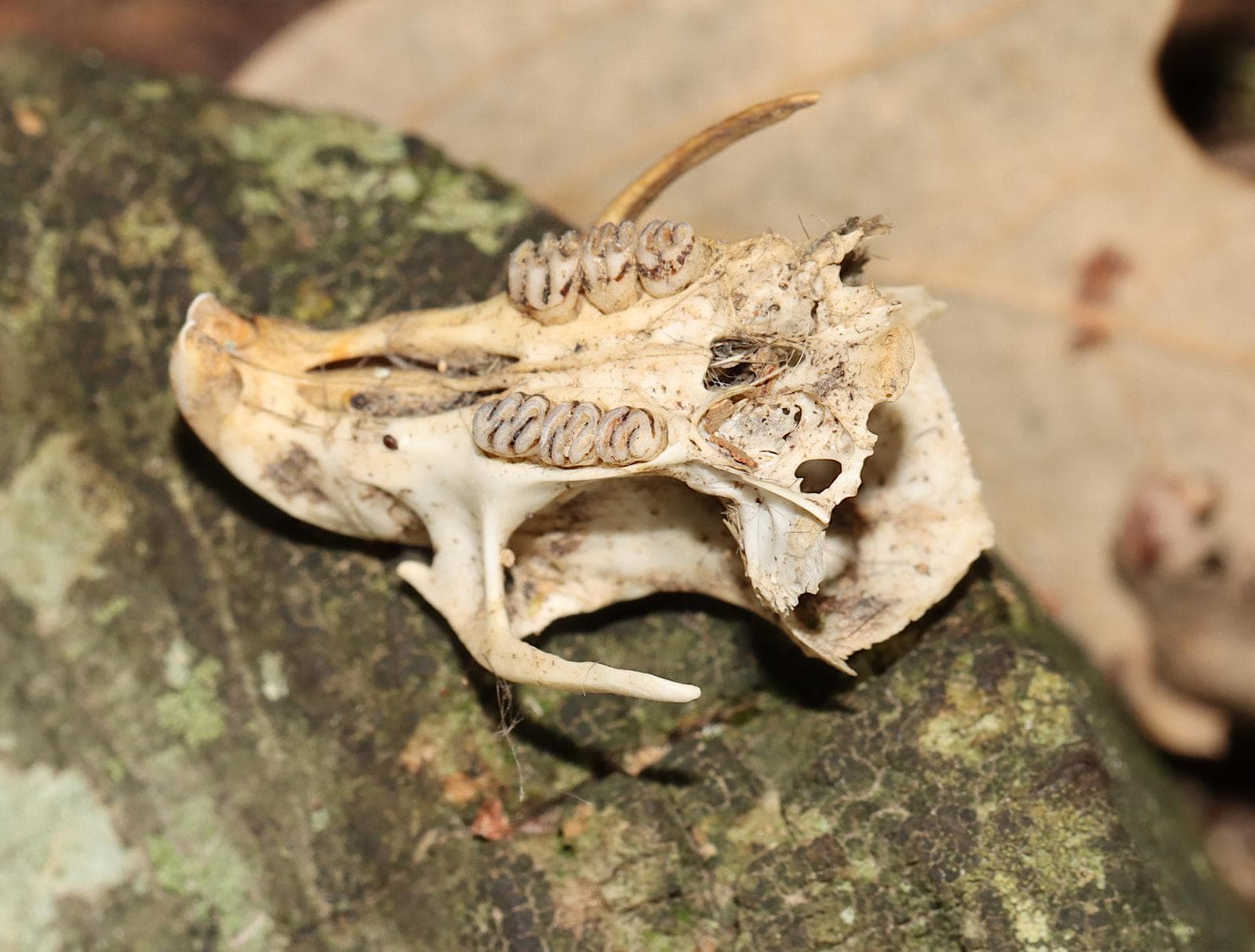 Hispid Cotton Rat — 2/3