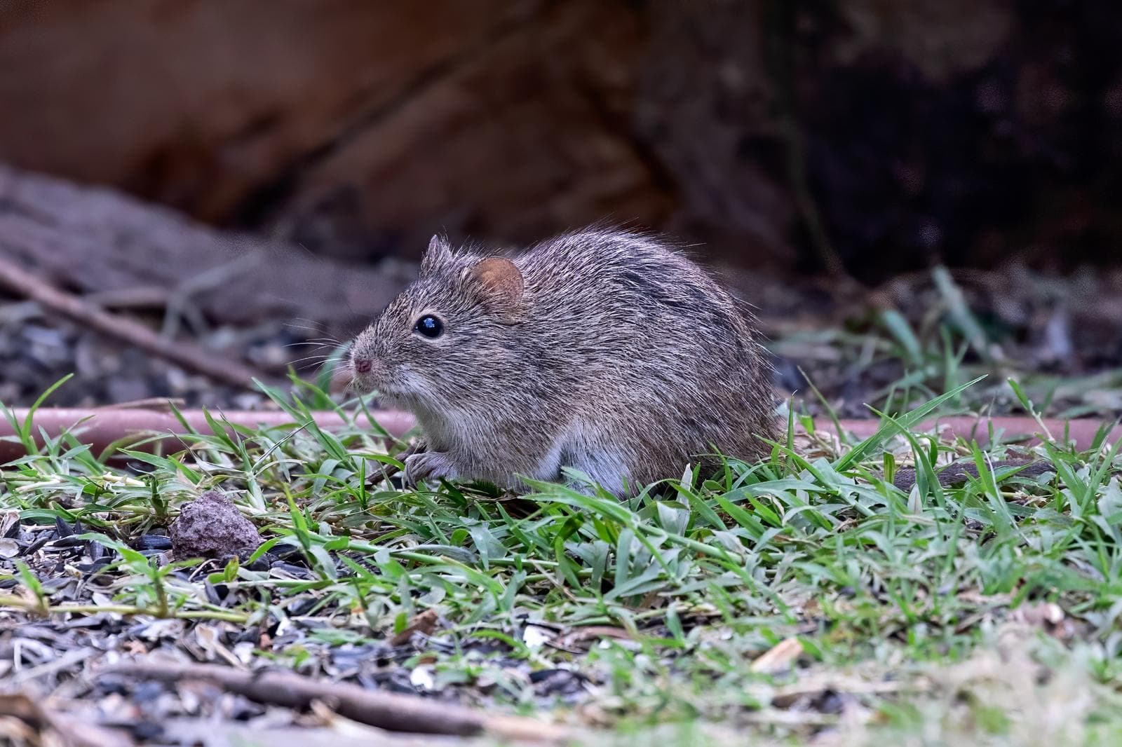 Hispid Cotton Rat — 3/3