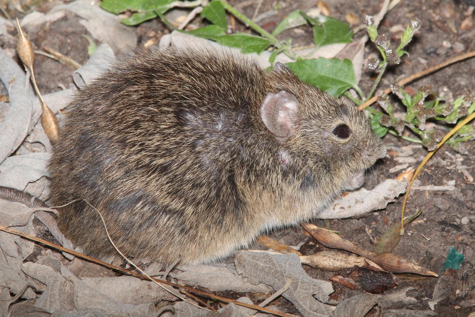 Hispid Cotton Rat — 1/3