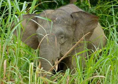 Borneo Elephant