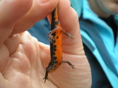Bosca's Newt