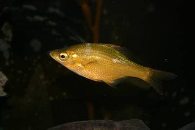 kelp perch