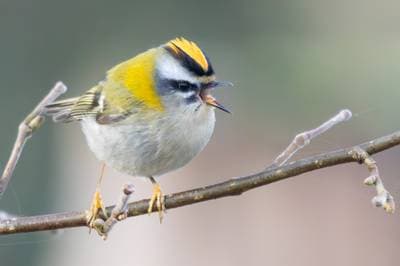 Firecrest