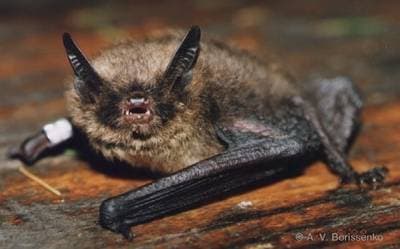 Brandt's Bat