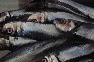 Orangespot sardine