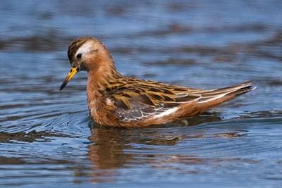 Grey Phalarope