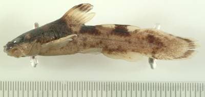 Brindled Madtom