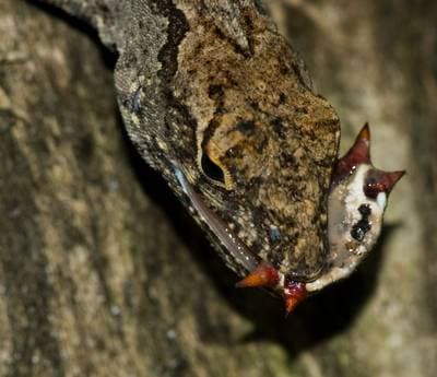 Brown Anole