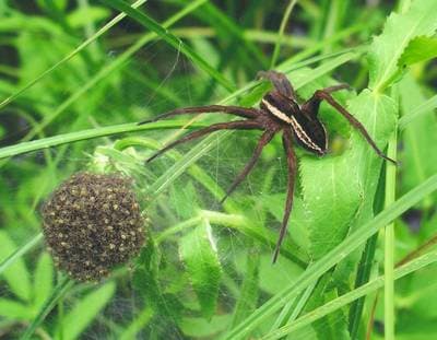 Raft Spider