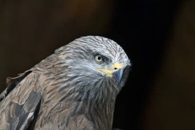 Black Kite