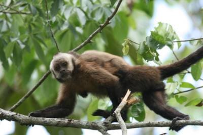 Brown Capuchin