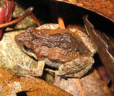 Brown Froglet