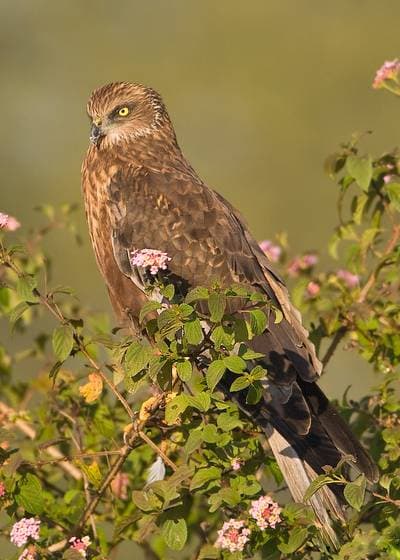 Western Marsh Harrier