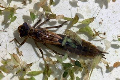 Brown Hawker