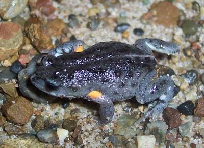 Brown Toadlet