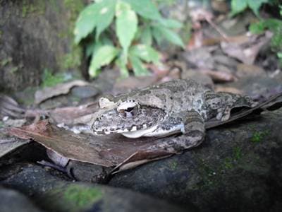 Brown Treefrog