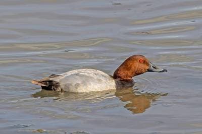 Pochard
